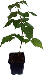 3 X Himbeere GLEN COE Pflanze Violette Früchte - Dornenlos -