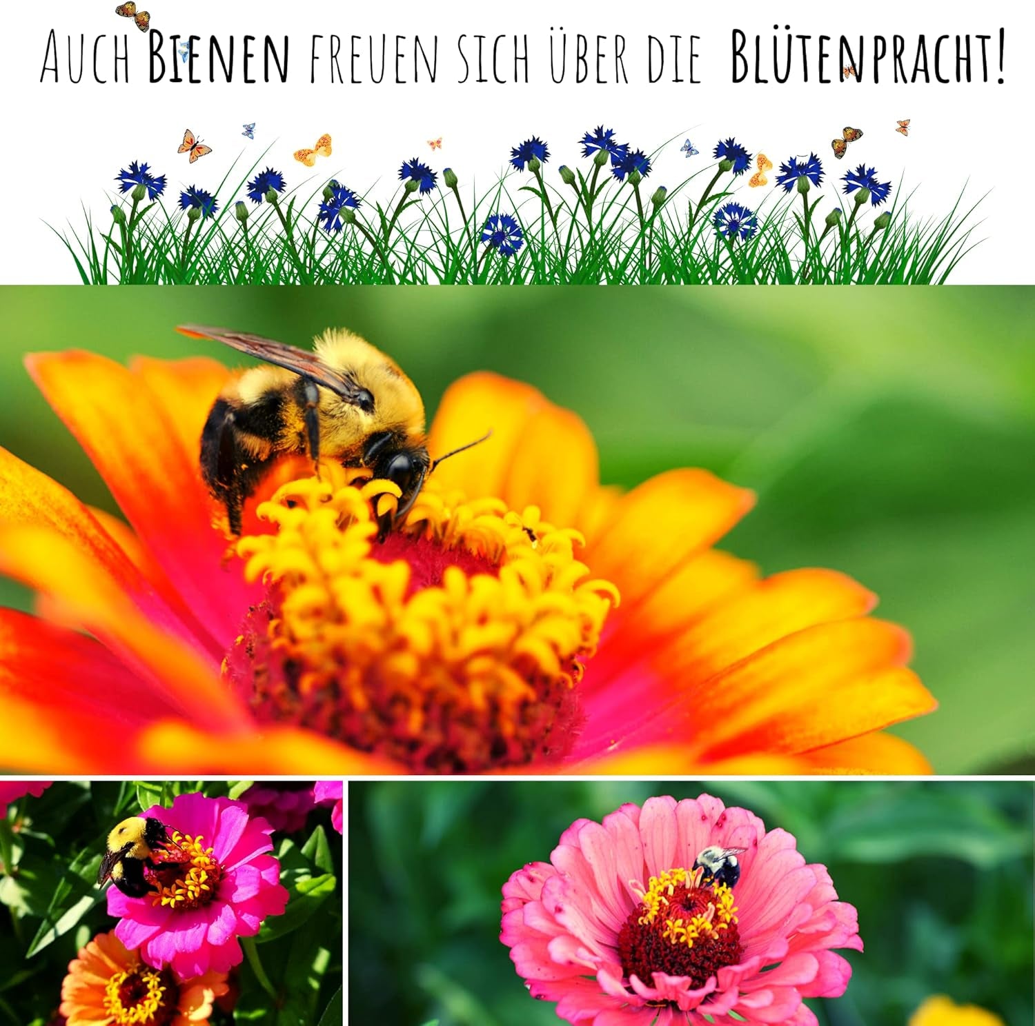 Zinnia seed mix (Zinnia) - Colorful summer flowers for the garden bed, balcony, terrace and as cut flowers in vases