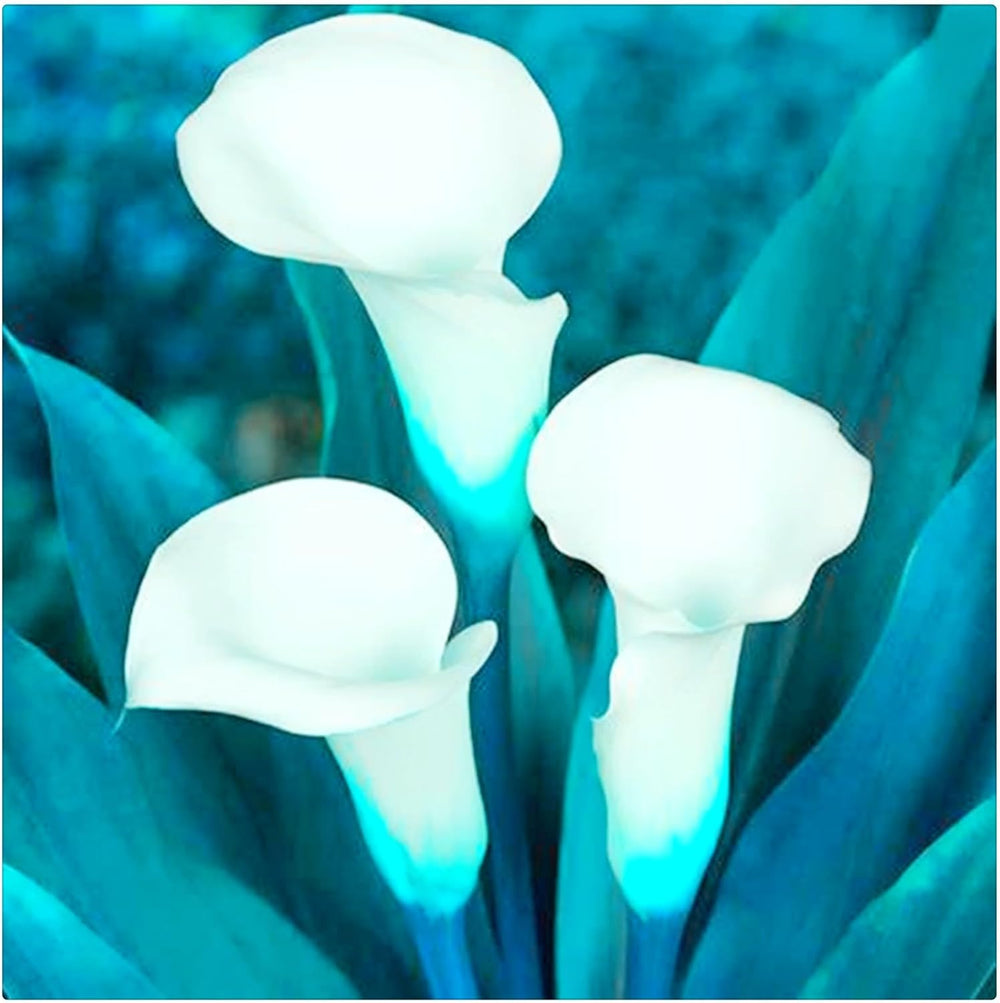 Lebende Pflanzen,Mehrjährige Blumenzwiebel ist winterhart, Winterhart pflanzen, Mysteriöse magische Glühbirne, Blumenzwiebel Mix-4 Oxalis Triangularis Blumenzwiebeln