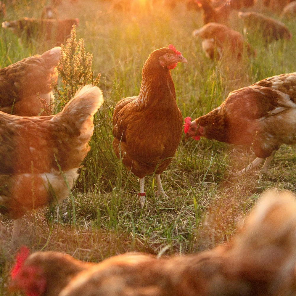 Ida Plus - GoldenEgg 200 ml - reduced Brucheier & Federfressen - supported Federwachstum & Federkleid - Wichtige Mineralien & Vitamine für Hühner - Beste Eierqualität bei Ihrer Hühnerhaltung