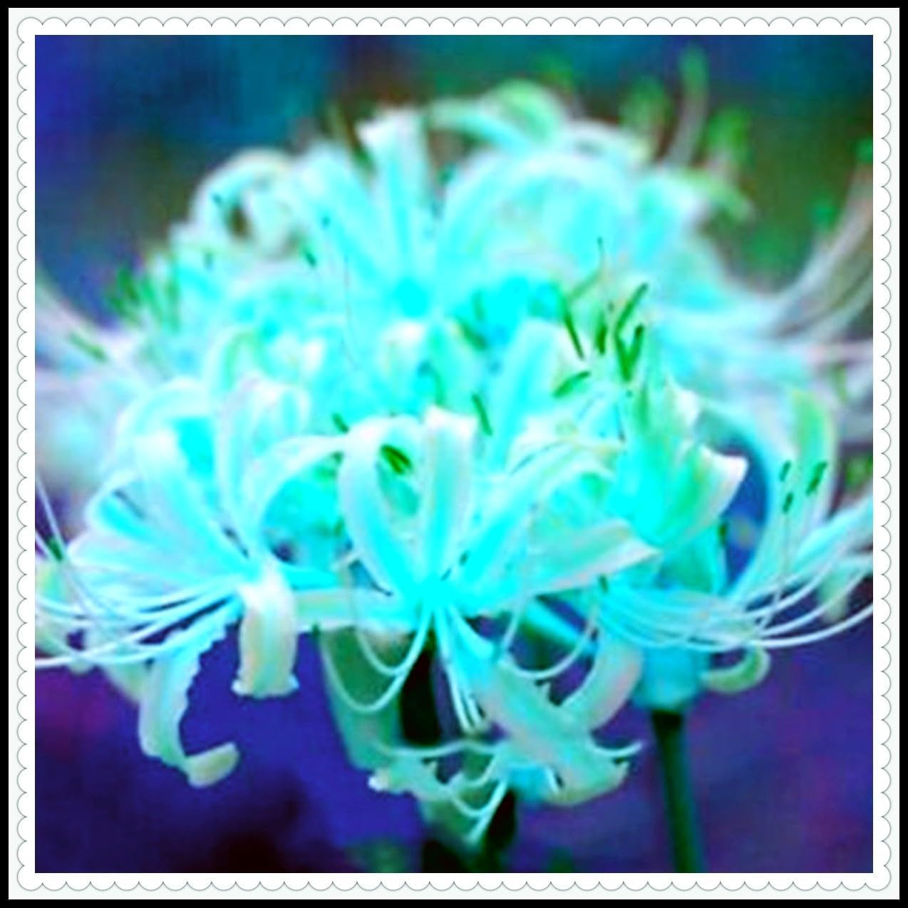 Flower Bulb Mix, Mystery Magic Bulb, Hardy Planting, Winter Hardy Perennial Flower Bulb, Hardy Bulbs - 3 Orchid Bulbs