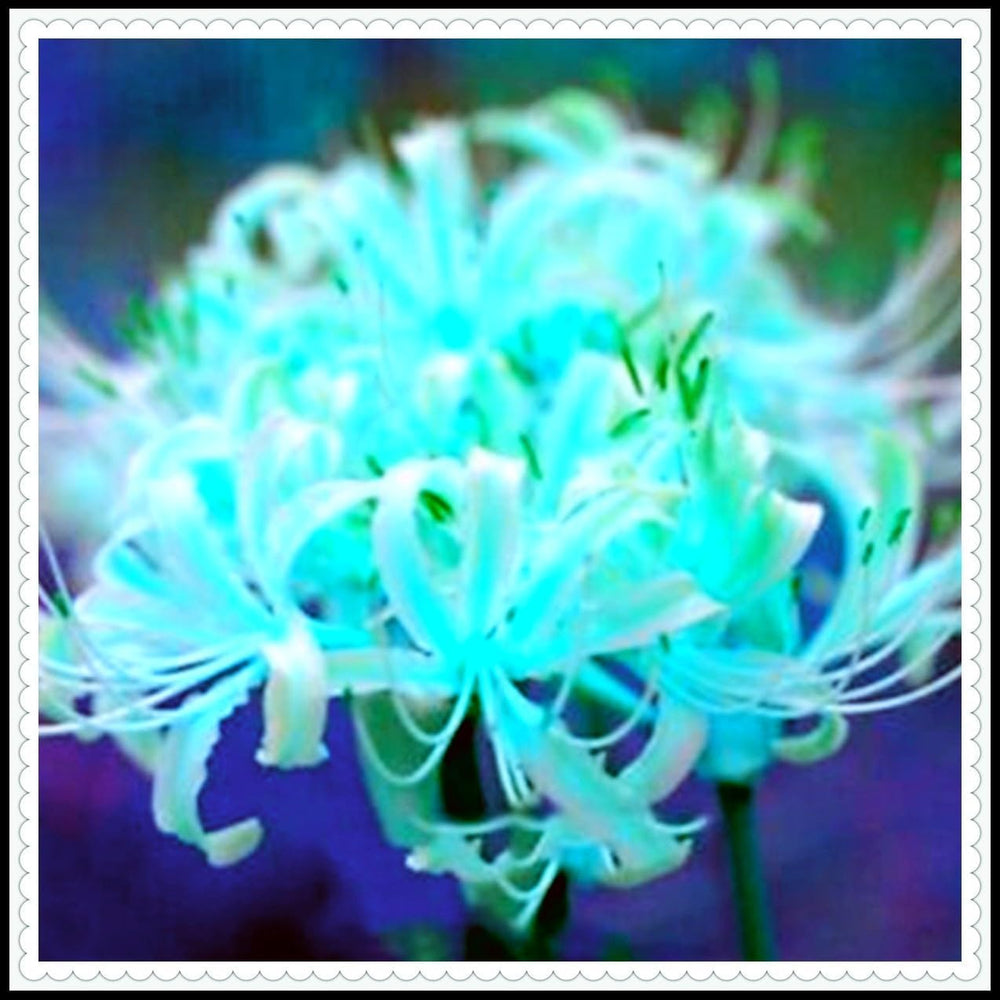 Flower Bulb Mix, Mystery Magic Bulb, Hardy Planting, Winter Hardy Perennial Flower Bulb, Hardy Bulbs - 3 Orchid Bulbs