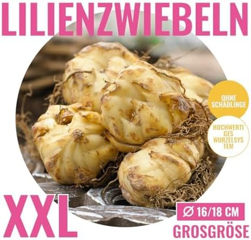 Collection of Giant Lily Bulbs (15 Flower Bulbs), 5 Fragrant Varieties, 5 of Each Color, Dutch Hardy Perennial Mix for the Garden (Large Bulbs, Seedless)