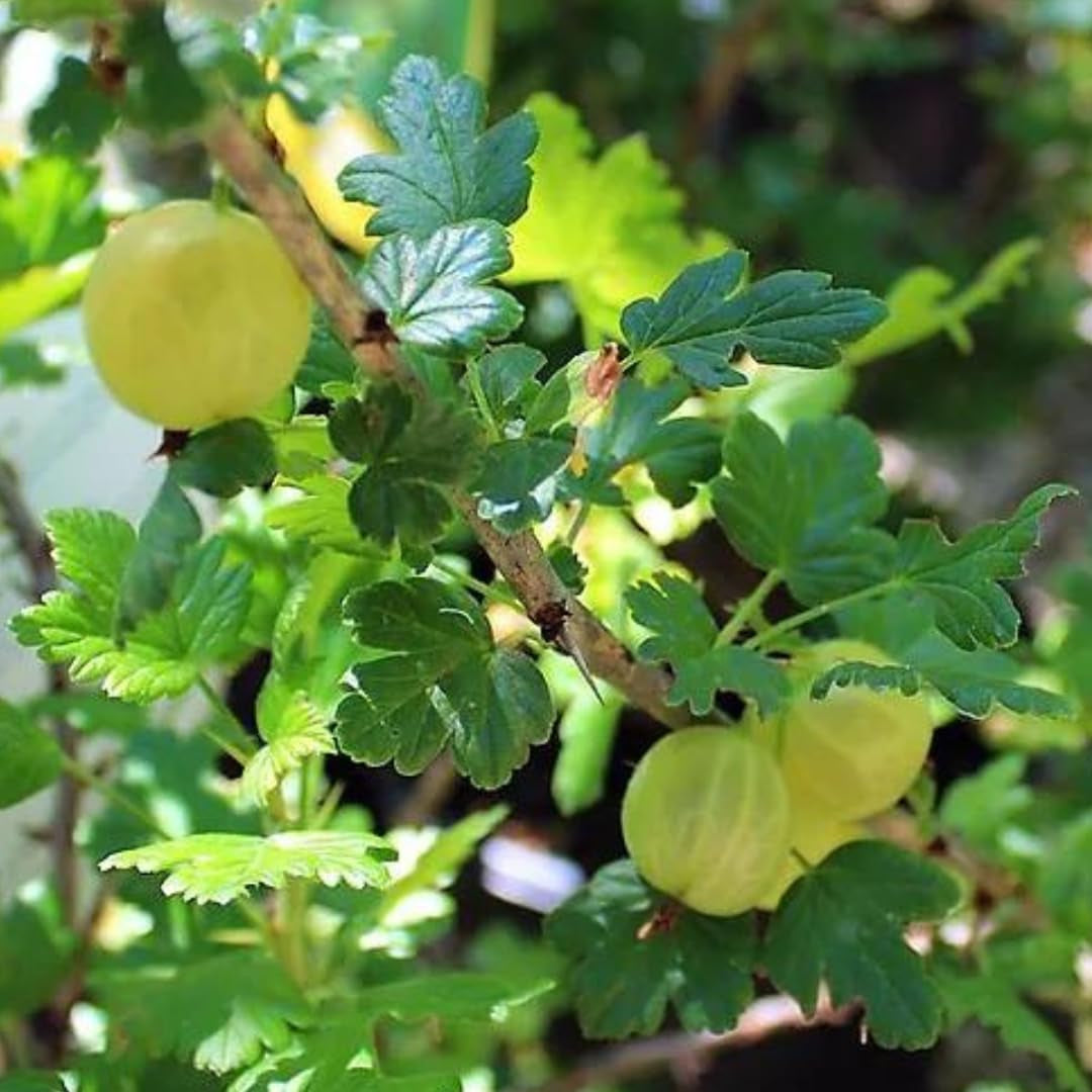 Gelbe Stachelbeere - Obstpflanze Auf Blumentopf 20 - Baum – 2 Jahre Anbau Italien