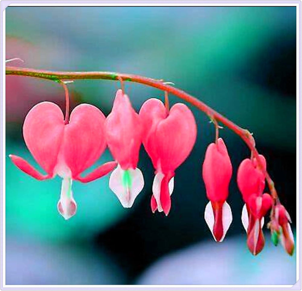 Flower Bulb Mix, Mystery Magic Bulb, Hardy Planting, Winter Hardy Perennial Flower Bulb, Hardy Bulbs - 3 Orchid Bulbs