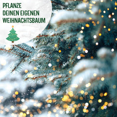 Christmas Tree 2030 - Nordmann Christmas tree seeds for planting a Christmas tree, ideal as a Secret Santa Christmas gift