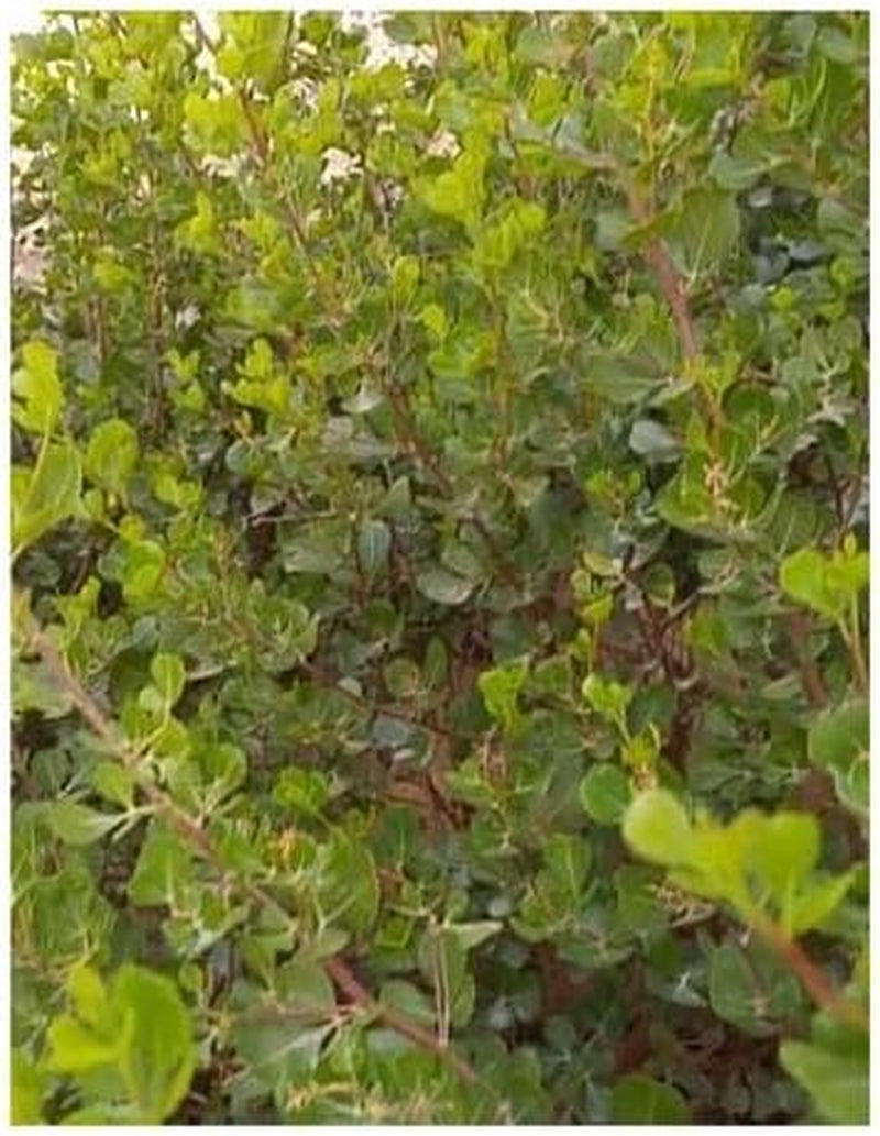 Stk - 10X Rhus Glauca Blaue Kuni-Rhus Strauch Garten Pflanzen - Samen ID1549 -