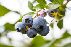 Heidelbeeren Pflanze, Trauben Heidelbeere Blaubeere Vaccinium Corymbosum, Ca. 60Cm Im Topf Gewachsen, Sehr Ertragreiche Sorte, Winterhart