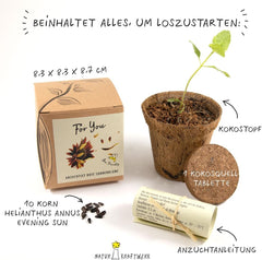 Plant Grow Gift Kit - Sunflower Sunset, including pots, substrate and growing instructions