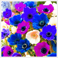 Flower Bulb Mix, Mystery Magic Bulb, Hardy Planting, Winter Hardy Perennial Flower Bulb, Hardy Bulbs - 3 Orchid Bulbs