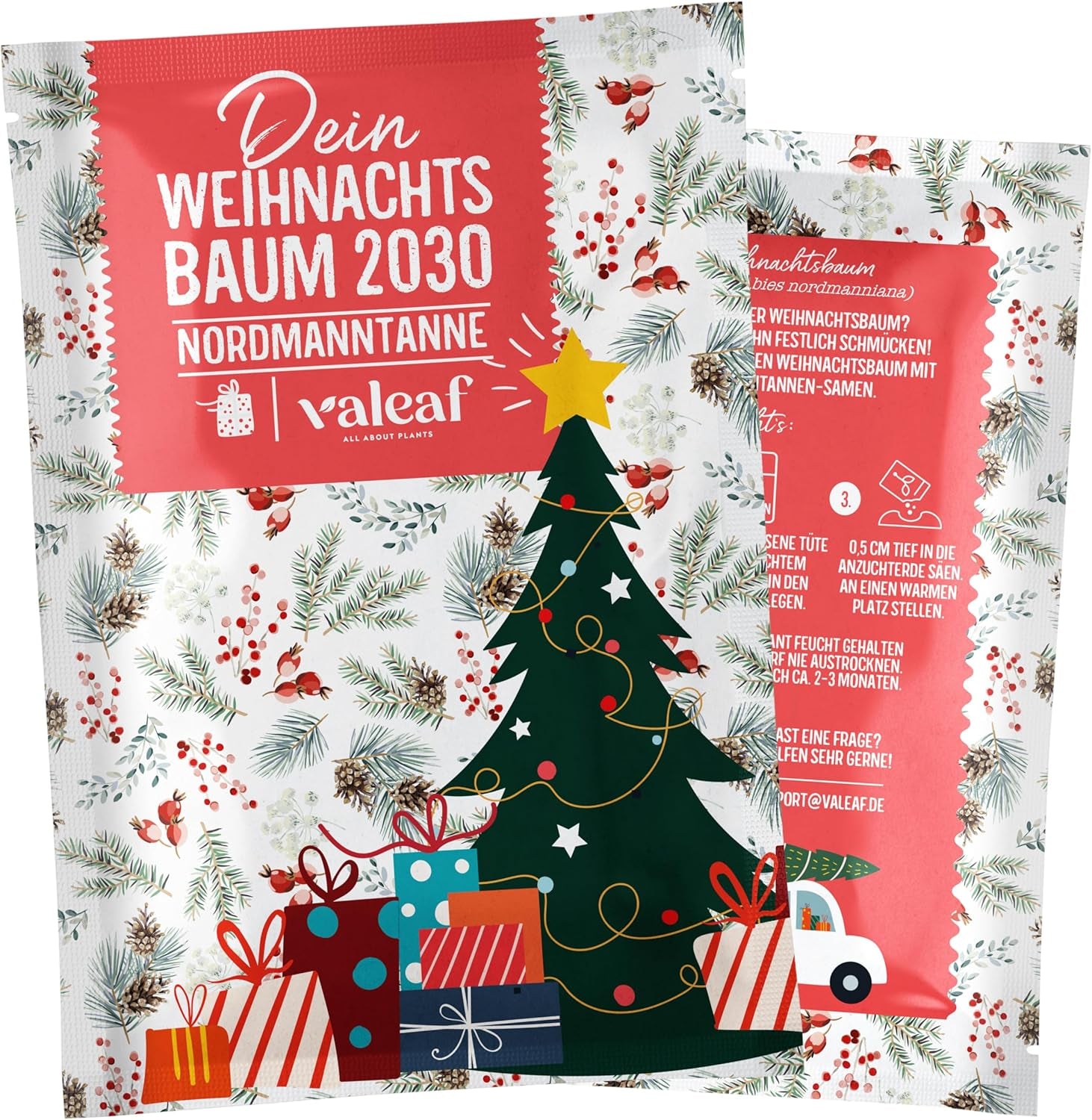 Christmas Tree 2030 - Nordmann Christmas tree seeds for planting a Christmas tree, ideal as a Secret Santa Christmas gift