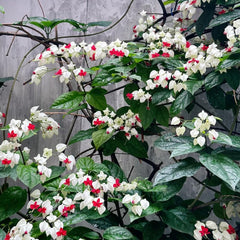 Clerodendrum Thomsonaesamen, Garten Mehrjährig Winterhart Stauden 250Pcs