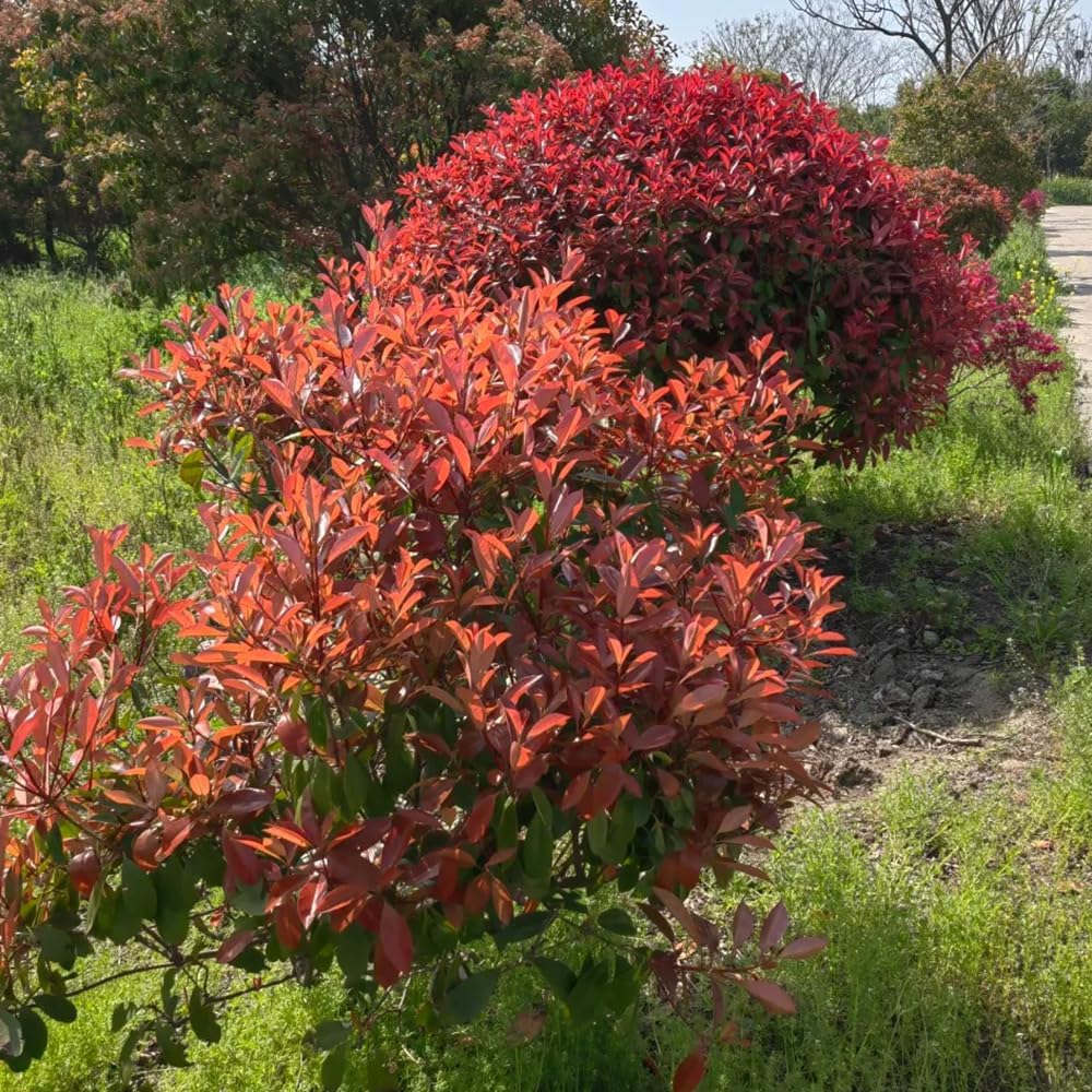 Glanzmispel Red Robin, Gartenblumen Blühende Winterhart Züchten, Kletterpflanzen Blühend 1000Samen