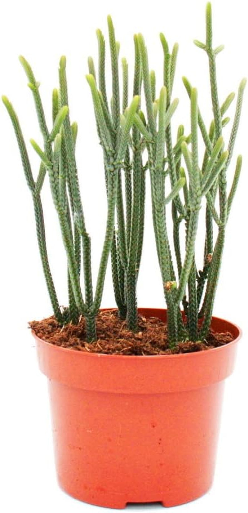 Exotenherz - Sukkulente - Crassula Muscosa - Harmony in Green - 10Cm Topf