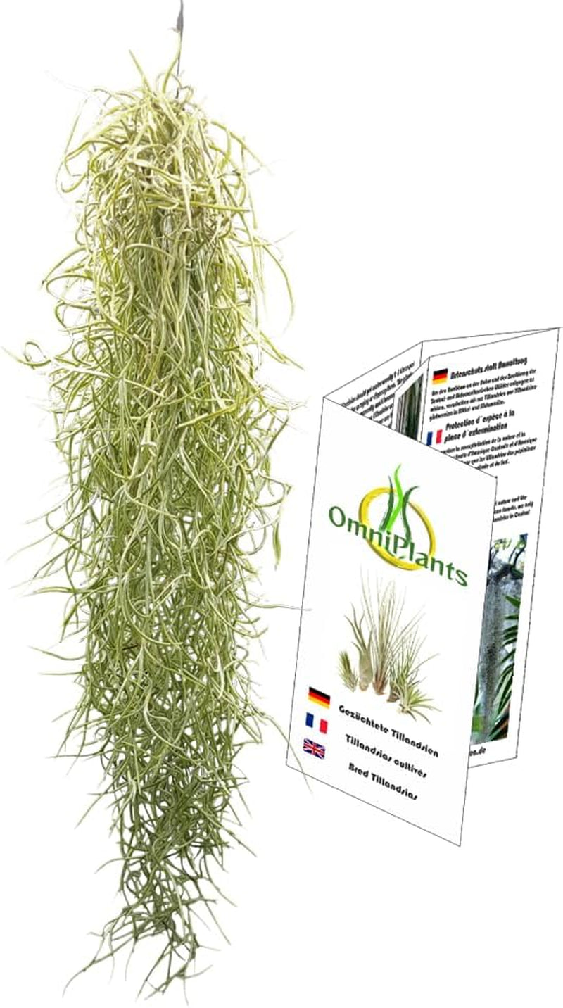 Tillandsia Usneoides, Tillandsien, Bromeliengewächs