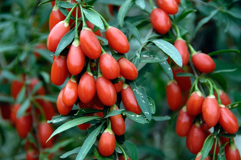 100 Goji-Samen, Staudenpflanze, Gemüsegarten, Obstgarten, Reproduzierbare Bäuerliche Samen, Semisauvage