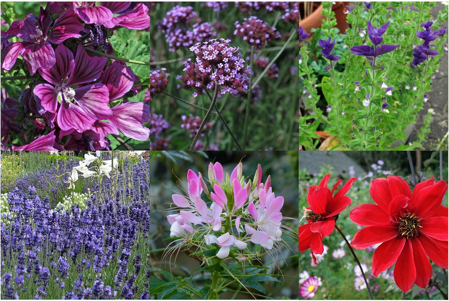 Our Favorite Plants: Perennials and Summer Flowers for Flower Lovers (Organic) - Seed Gift Set with 6 lovely varieties for a wild floral explosion - makes you happy!