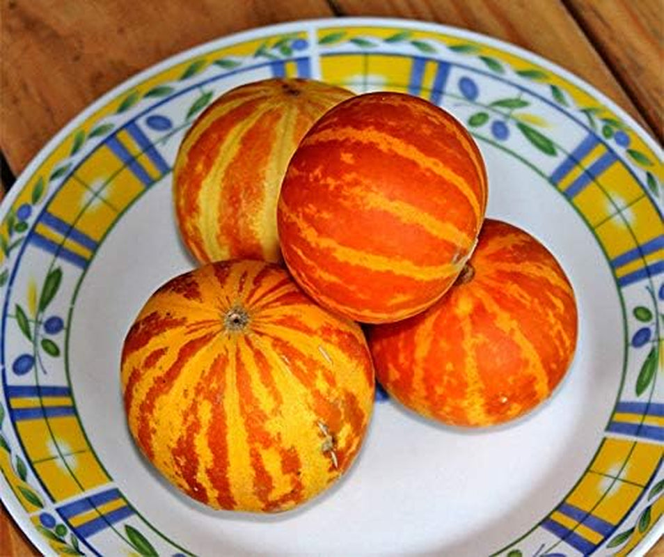 Ziermelonensamen Plum Granny -Queen Annes Pocket Portion