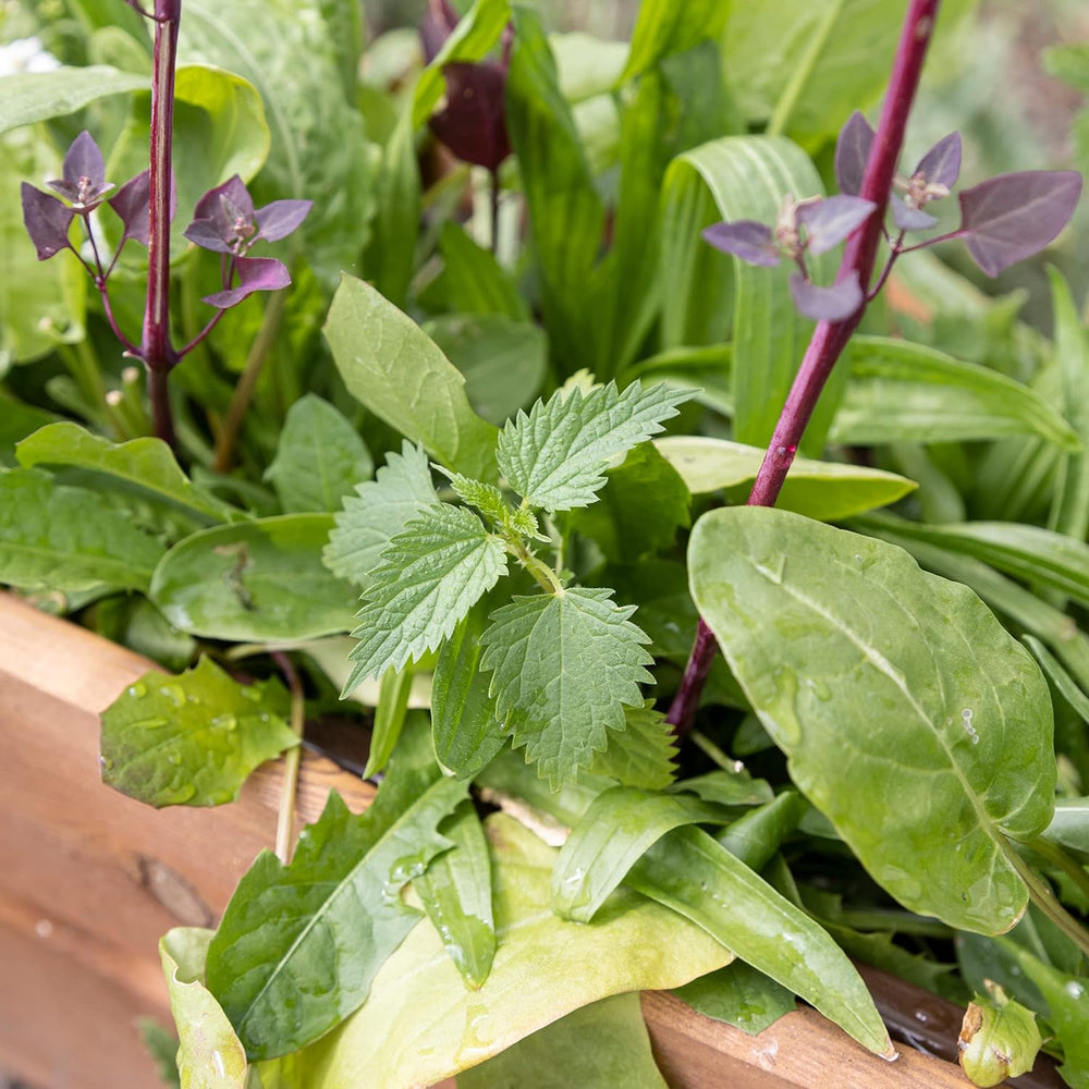 Wildkräuter Samen: Bunte Premium Kräuter Samen Mischung mit Löwenzahn Samen, Sauerampfer, Spitzwegerich uvm – Unkraut Samen Mix für Garten, Balkon – Kräuter Pflanzen Saatgut alte Sorten von OwnGrown