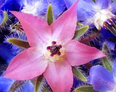 Seeds 20pcs Borago Officinalis Exotic Flower Seeds Outdoor Flower Garden Beautiful and Bright (Liu Li Ju): 13