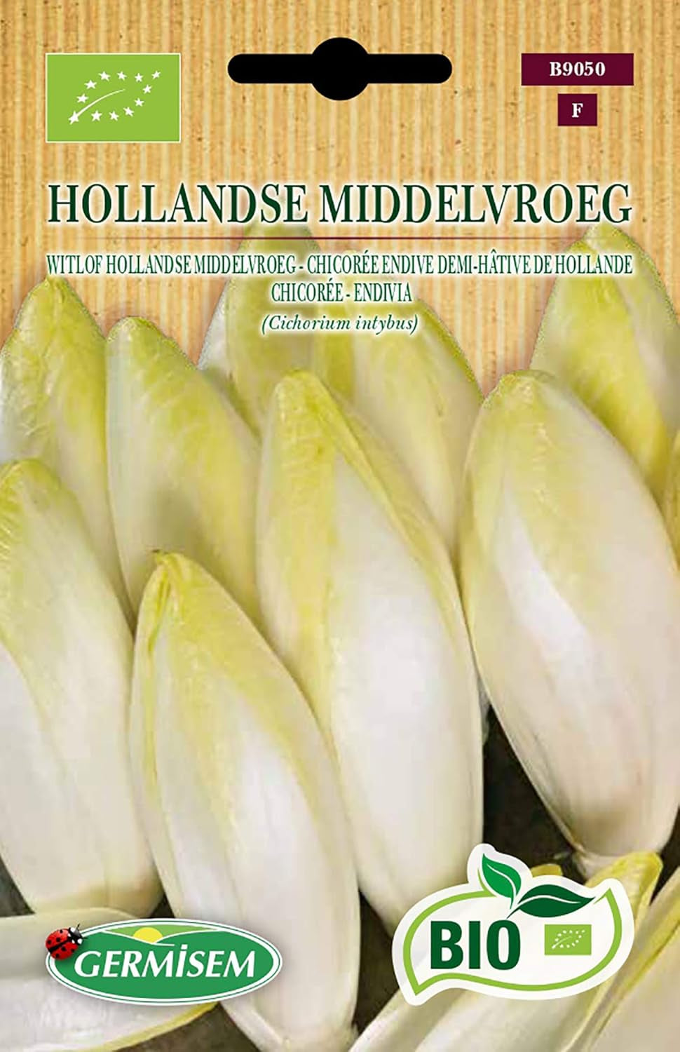 Chicorée HOLLANDSE MIDDELVROEG