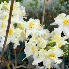 Rhododendron Gartenblumen, Zimmerpflanzen Seltene Azalee Deko, Blumenwiese Mehrjährig, Herbst Deko 60Samen