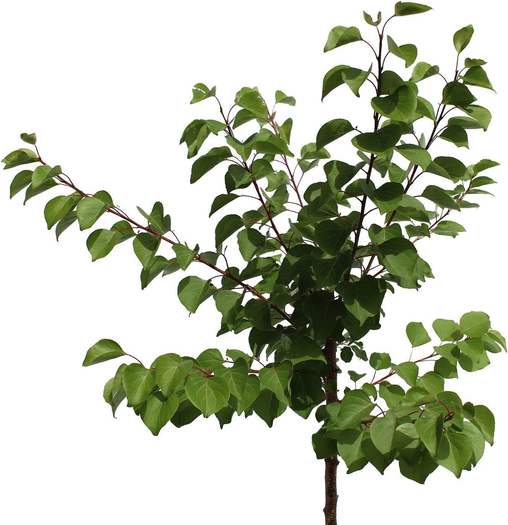 KENTIS – Aprikosen Pflanzen – Aprikosenbaum – Echte Outdoor Pflanzen – Garten Obstbaum – Obstpflanzen - Topf Ø 24 Cm