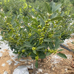 Stechpalme Baumsamen Garten Winterhart Stechpalme, Zimmerbonsai Gartendeko Für Draußen Balkon, Deko Wohnzimmer 25Samen