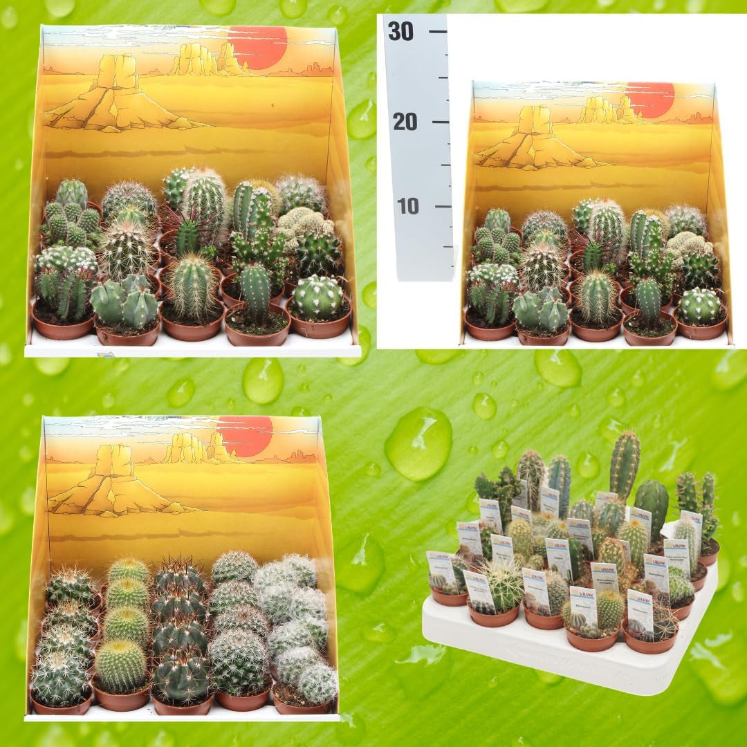 Iflo Pflegeleichte Mini-Kakteen Im Set, Handverlesener Mix Für Stilvolle Akzente, Töpfe (12)