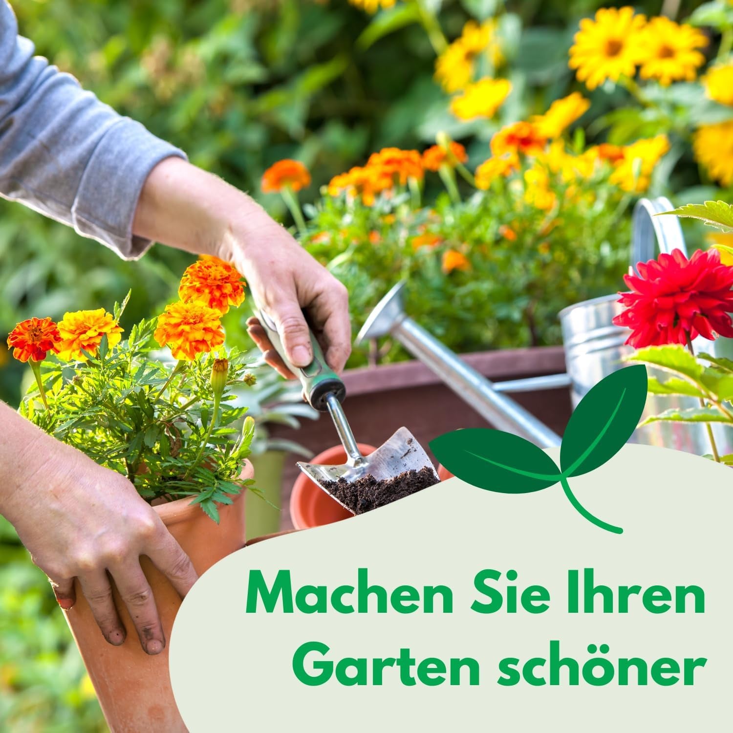 Cosmos Sensation Mix 1g seeds, Cosmos Mix Summer flowers, Garden plants Balcony plants, Flower seeds