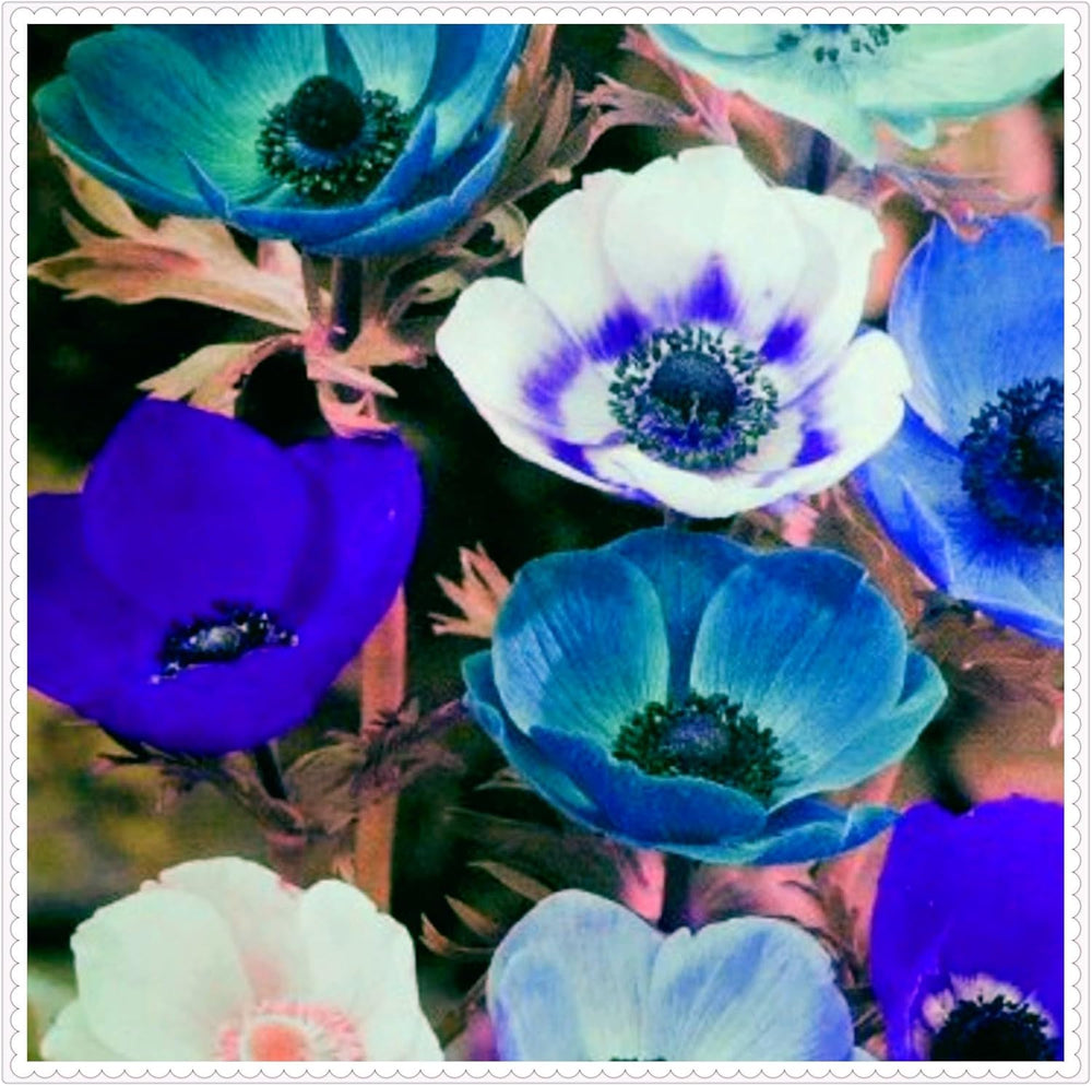 Blumenzwiebel Mix, Winterhart zwiebeln, Winterhart pflanzen, Mehrjährige Blumenzwiebel ist winterhart, Mysteriöse magische Glühbirne-4 Pflanzen Funken Hosta Rhizom