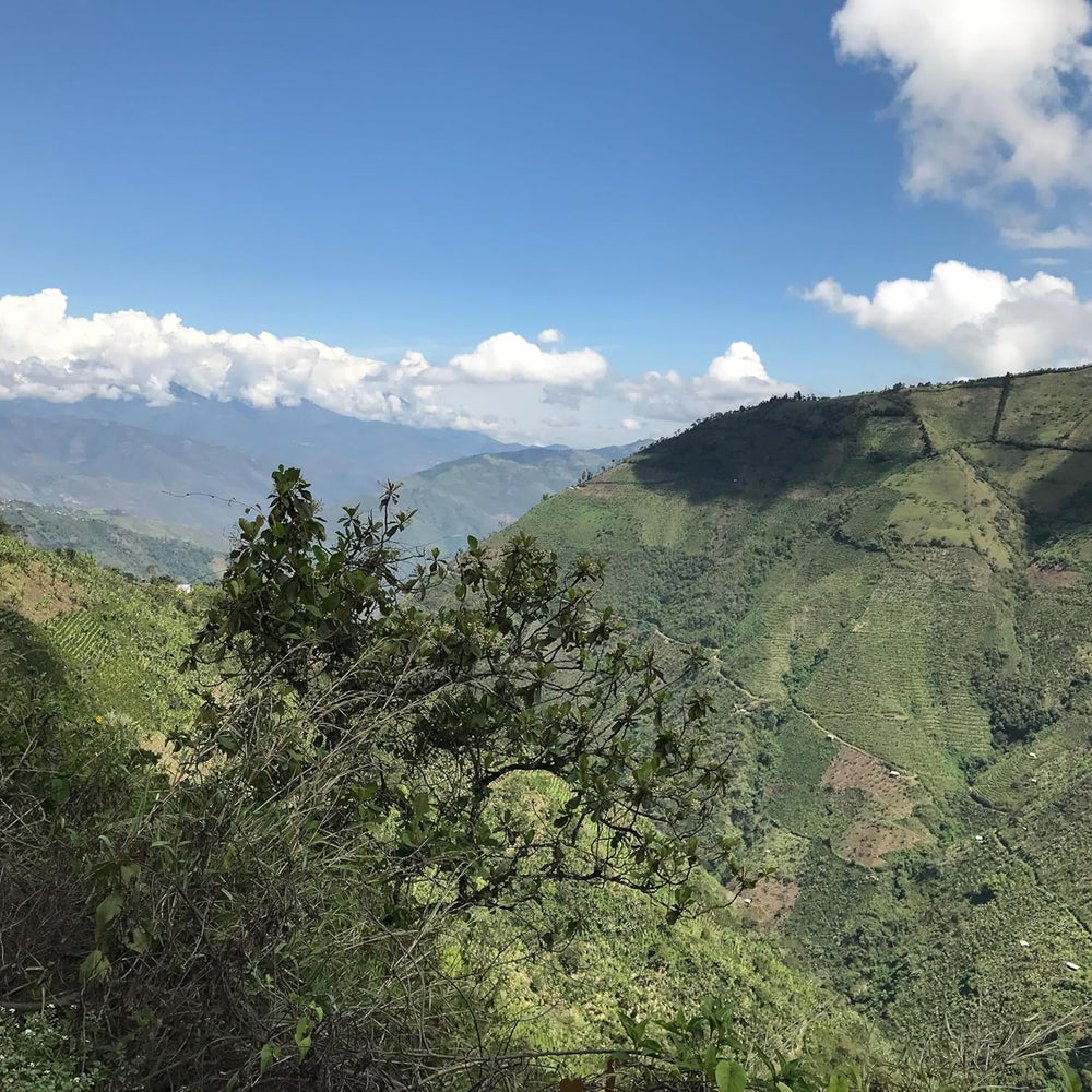 Cafea Specialty Coffee Columbia, 1 kg, boabe de cafea specială, proaspăt prăjite, pentru espresso și Italia, producător Gomez-Pinwand