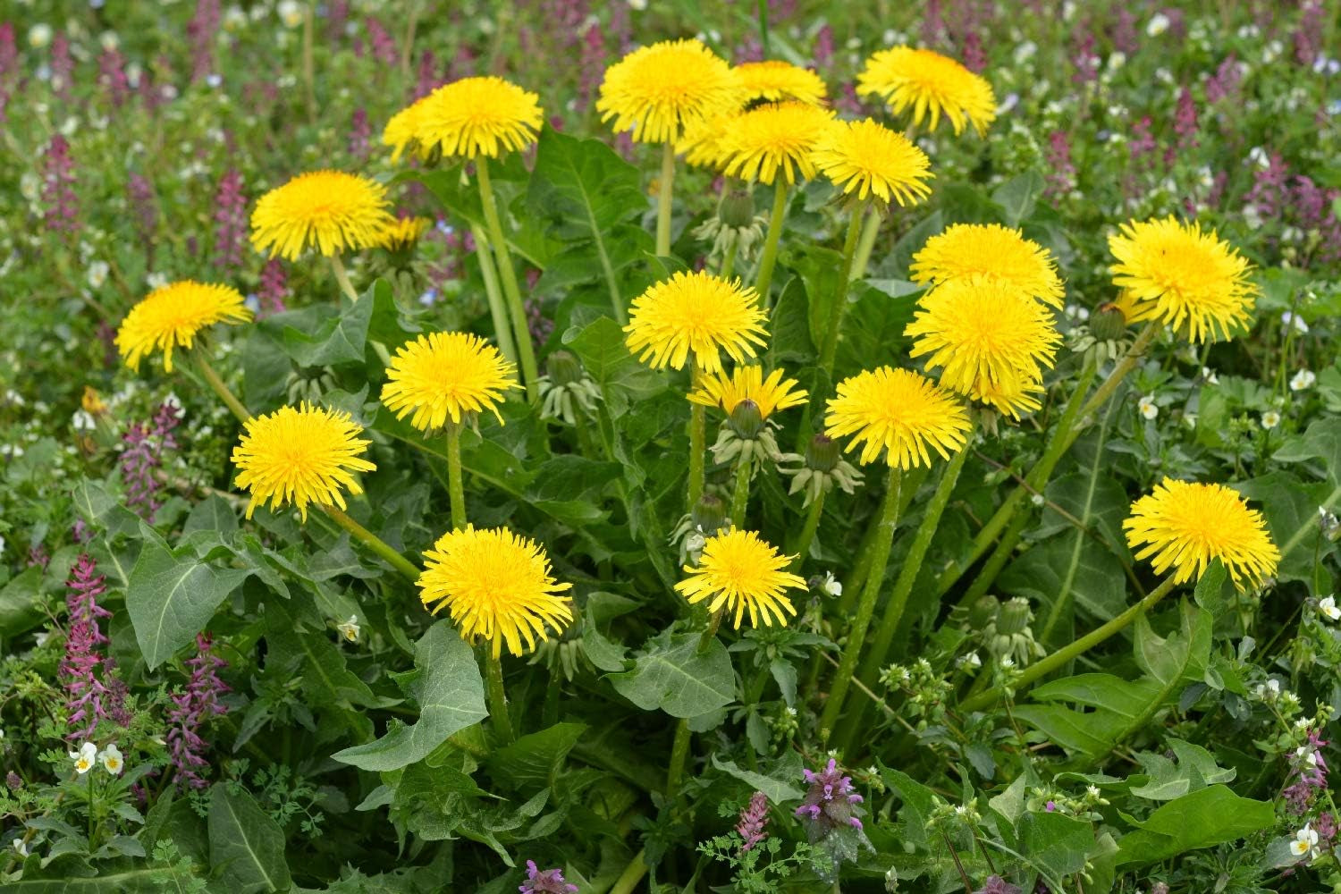 SAFLAX - BIO - Dandelion - 400 seeds - Taraxacum officinale