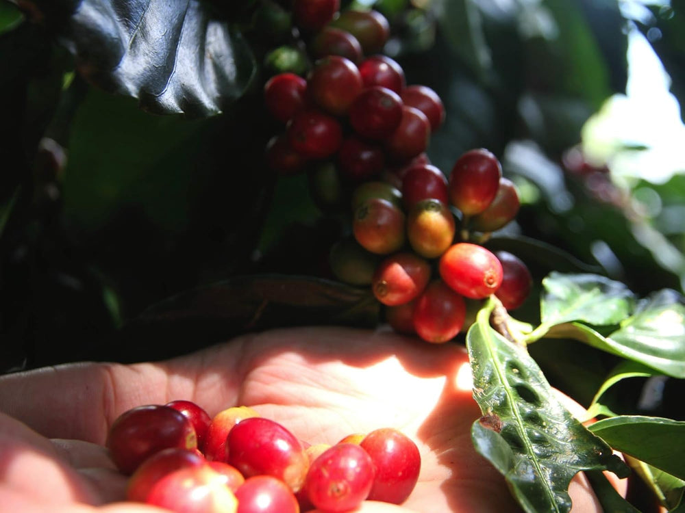 Caffè Corsini - Kaffeebohnen 3x250g Compagnia Dell'Arabica Indien Mousson Malabar, Einzelner Ursprung, Würzig, 750g Gesamt