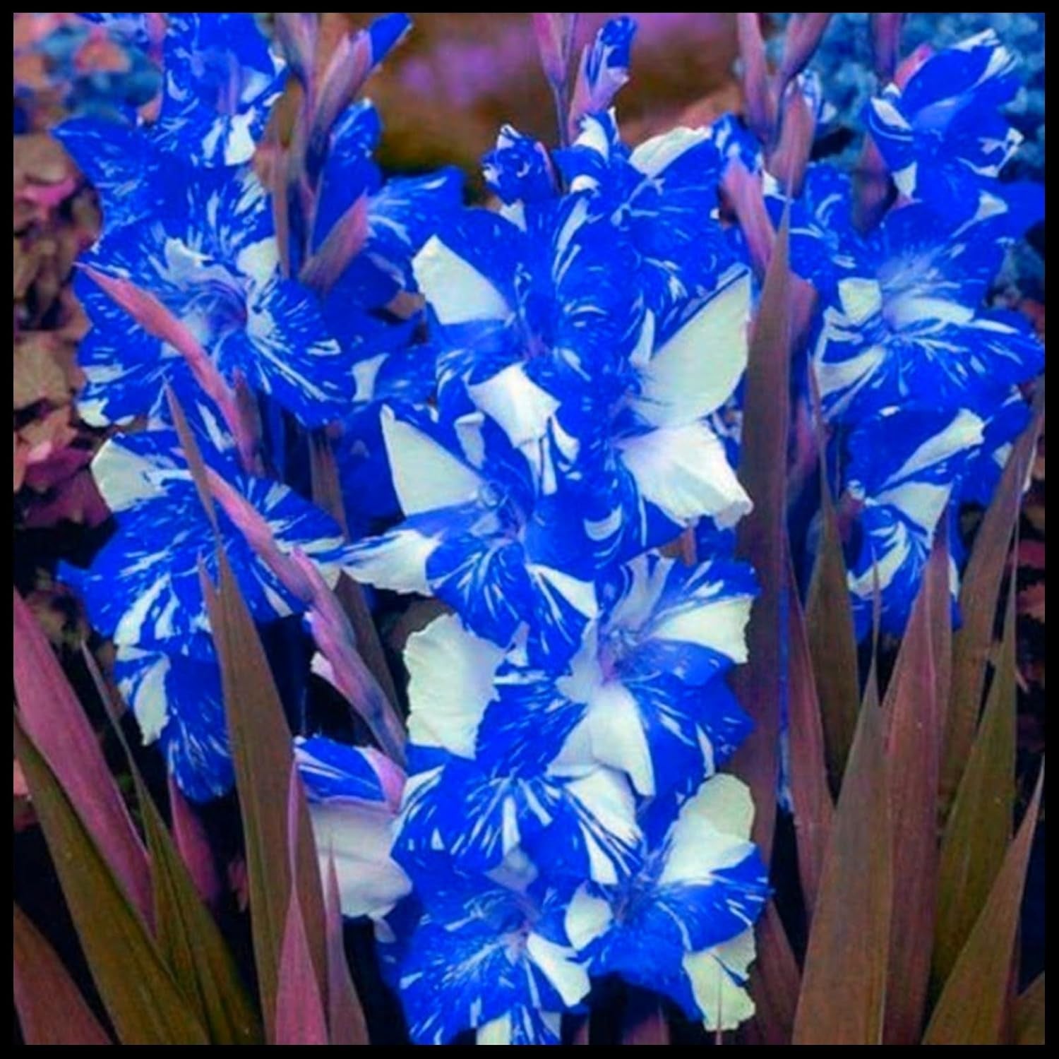 Flower Bulb Mix, Mystery Magic Bulb, Hardy Planting, Winter Hardy Perennial Flower Bulb, Hardy Bulbs - 3 Orchid Bulbs