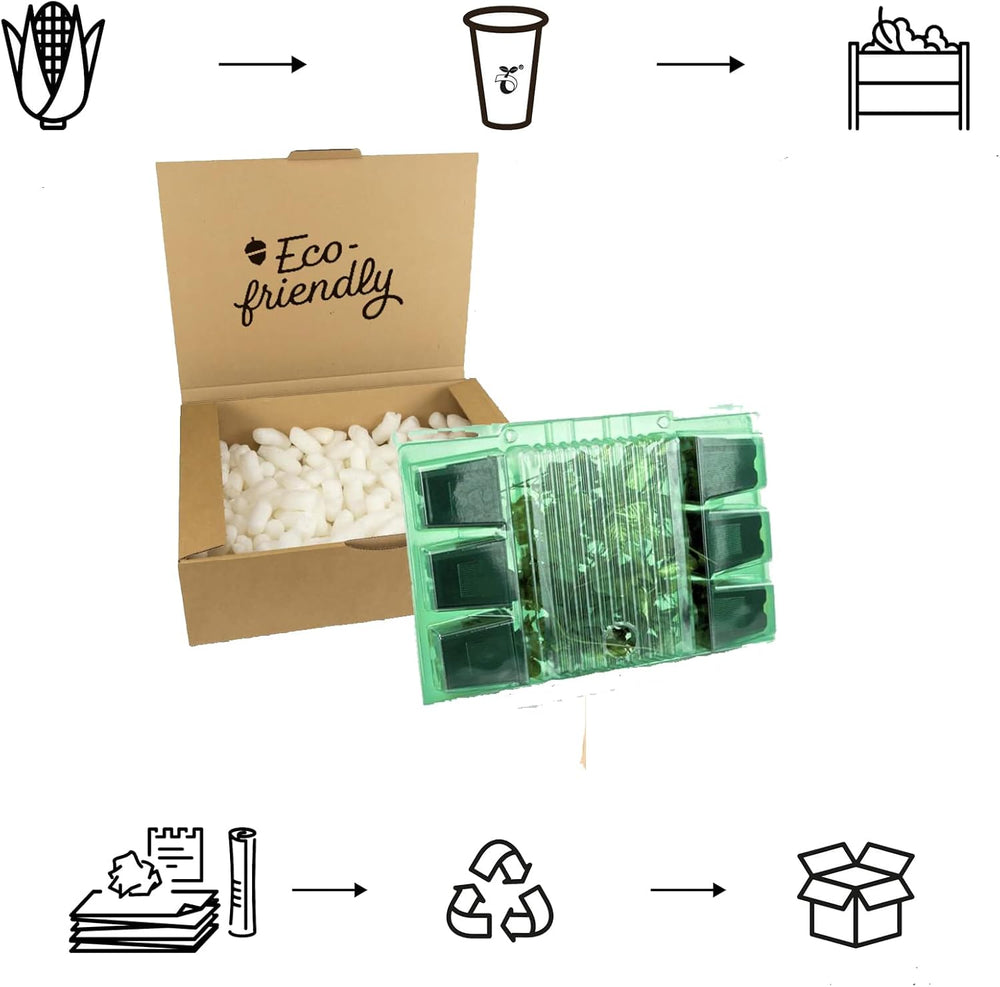 6 x Garten Scheinsonnenhut 'Doubledecker' - Echinacea Purpurea 'Doubledecker' Pot 9x9cm: Doppelte Blüten, einzigartige Optik, zieht Bienen an, ideal für Gärten.