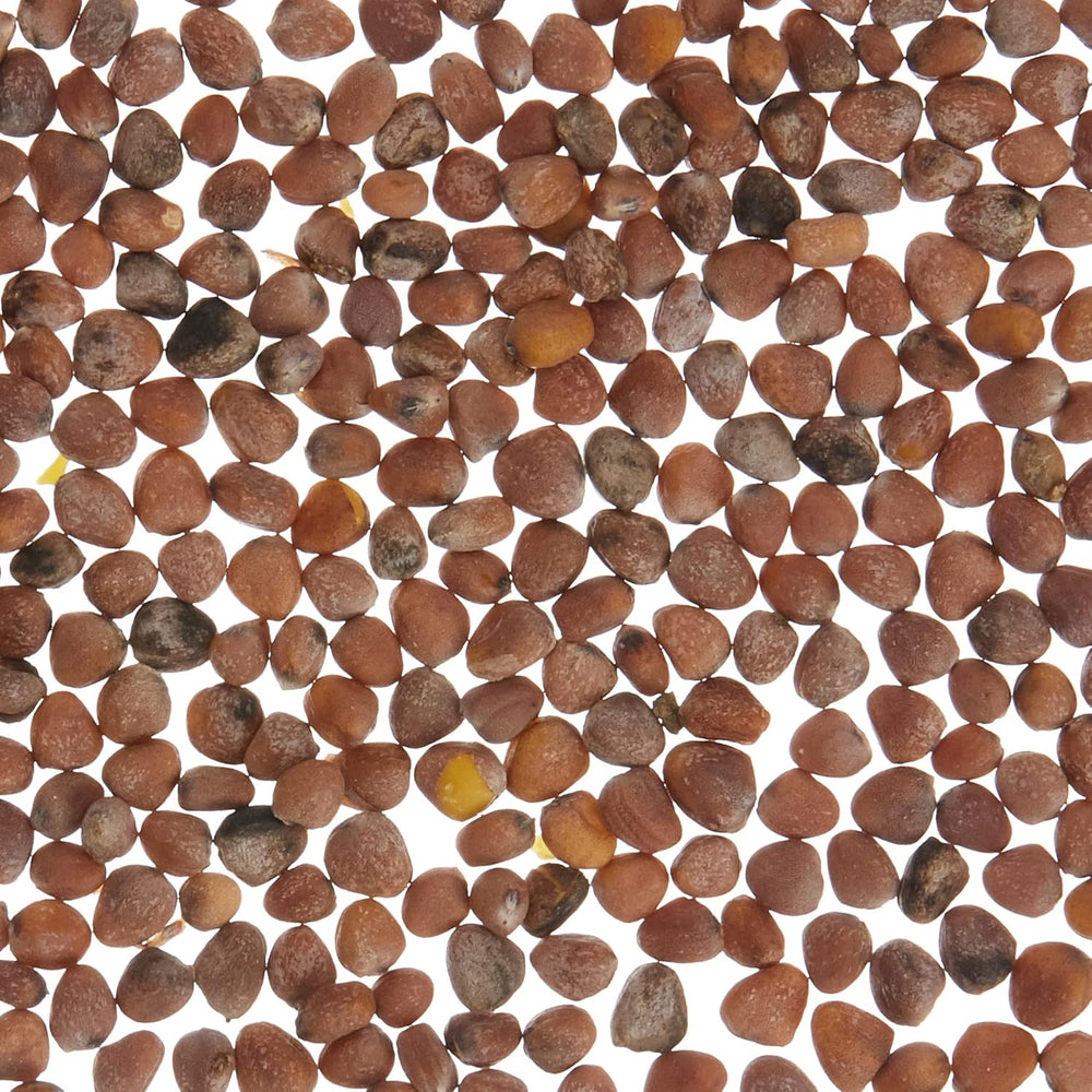 Bio Samen - Runde Rote Radieschen Saxa (120 Samen - Bio)