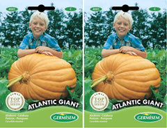 Kürbis ATLANTIC GIANT, Mehrfarbig, EC4001 (Packung Mit 2)