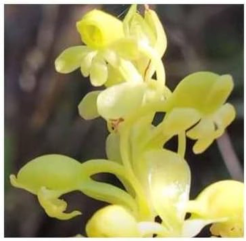 Stk - 20X Satyrium Odorum Orchidee Garten Zimmer Pflanzen - Samen B250 -