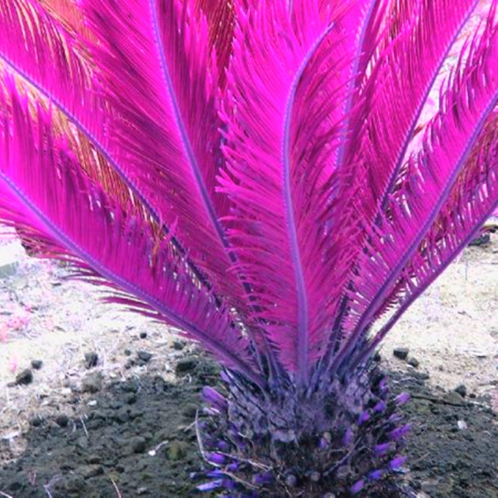 Flower Bulb Mix, Mystery Magic Bulb, Hardy Planting, Winter Hardy Perennial Flower Bulb, Hardy Bulbs - 3 Orchid Bulbs