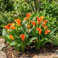 Calla Bulbs Hardy Perennial - Zantedeschia Orange Passion (Orange) - 5 Large Flower Bulbs - Real Holland Plants - For Garden & Pots (Not Seeds, Not Artificial)