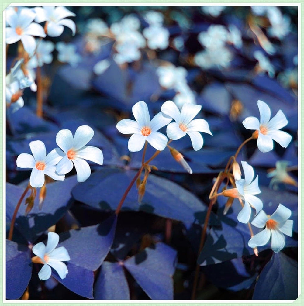 Flower Bulb Mix, Mystery Magic Bulb, Hardy Planting, Winter Hardy Perennial Flower Bulb, Hardy Bulbs - 3 Orchid Bulbs