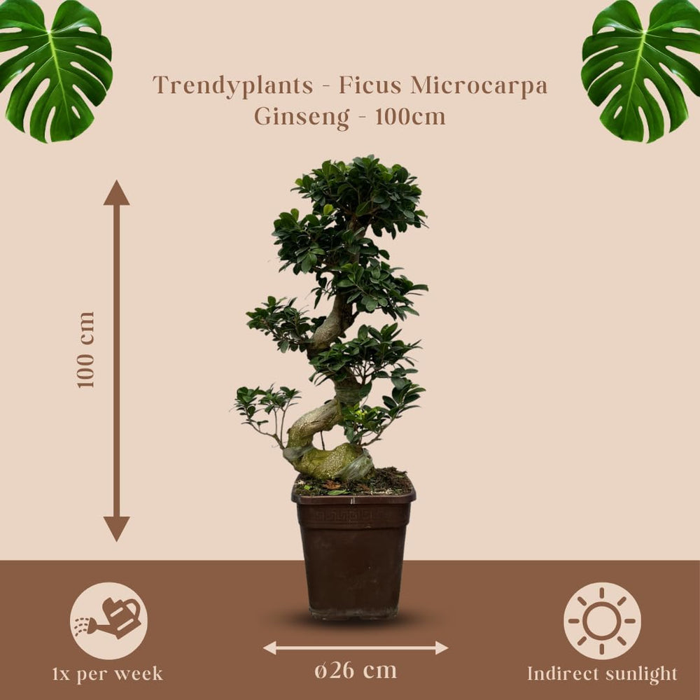 Trendyplants - Ficus Microcarpa Ginseng - Bonsai - Zimmerpflanze - Höhe 70-90 Cm - Topfgröße Ø23Cm