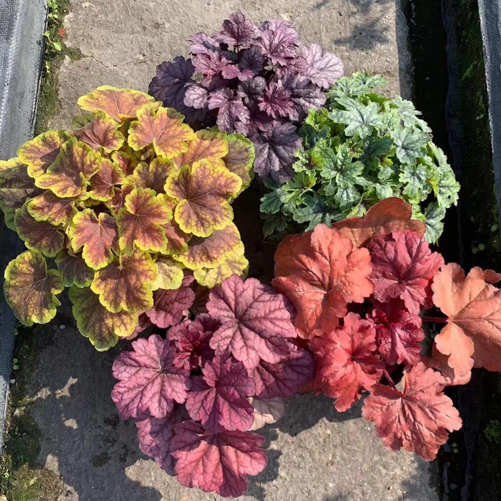 Heuchera Deko Wohnzimmer Frühlingsblumen Purpurglöckchen Kaufen Immergrüne Sträucher Hecken Heilkräuter Garten Geschenk Schnell Wachsende Sträucher Blumenwiese Für Sonnige 400Samen