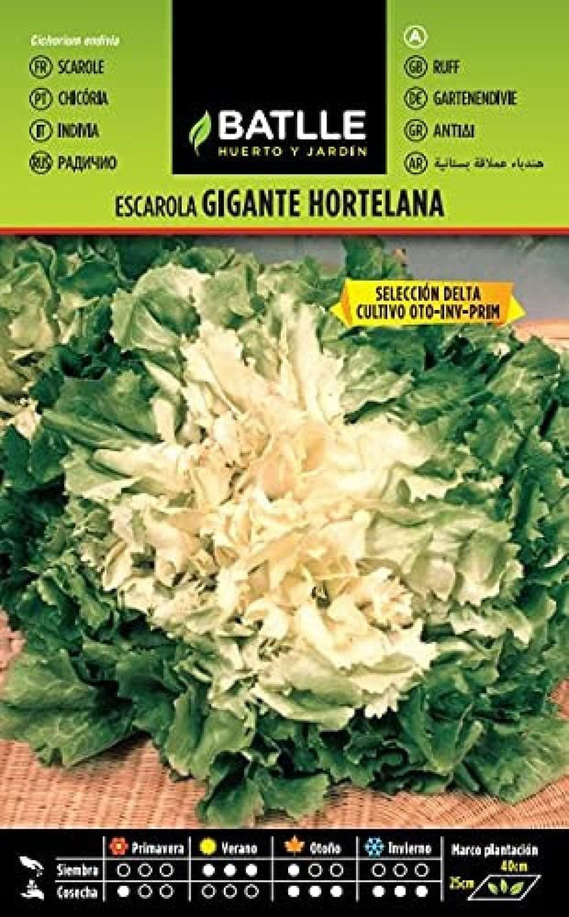 Batlle Gemüsesamen - Endivien Escariol Salat Bubikopf - Perruca Del Prat (7200 Samen)
