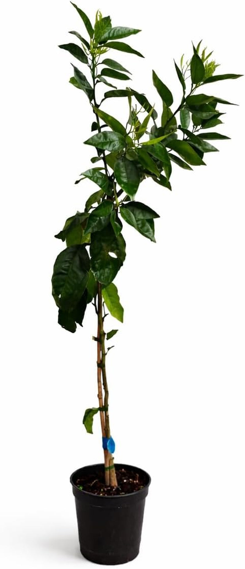 Mandarinenbaum 100–140 Cm Im Topf C17 – Citrus Reticulata – Mandarinen Pflanze Winterhart Bedingt, Immergrünes Zitrusbäumchen Für Balkon & Terrasse, Aromatische Früchte