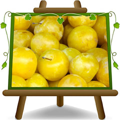 Pflaumen Son Gold - Obstpflanze Auf Blumentopf 20 - Baum Max 170 Cm – 2 Jahre Anbau Italien