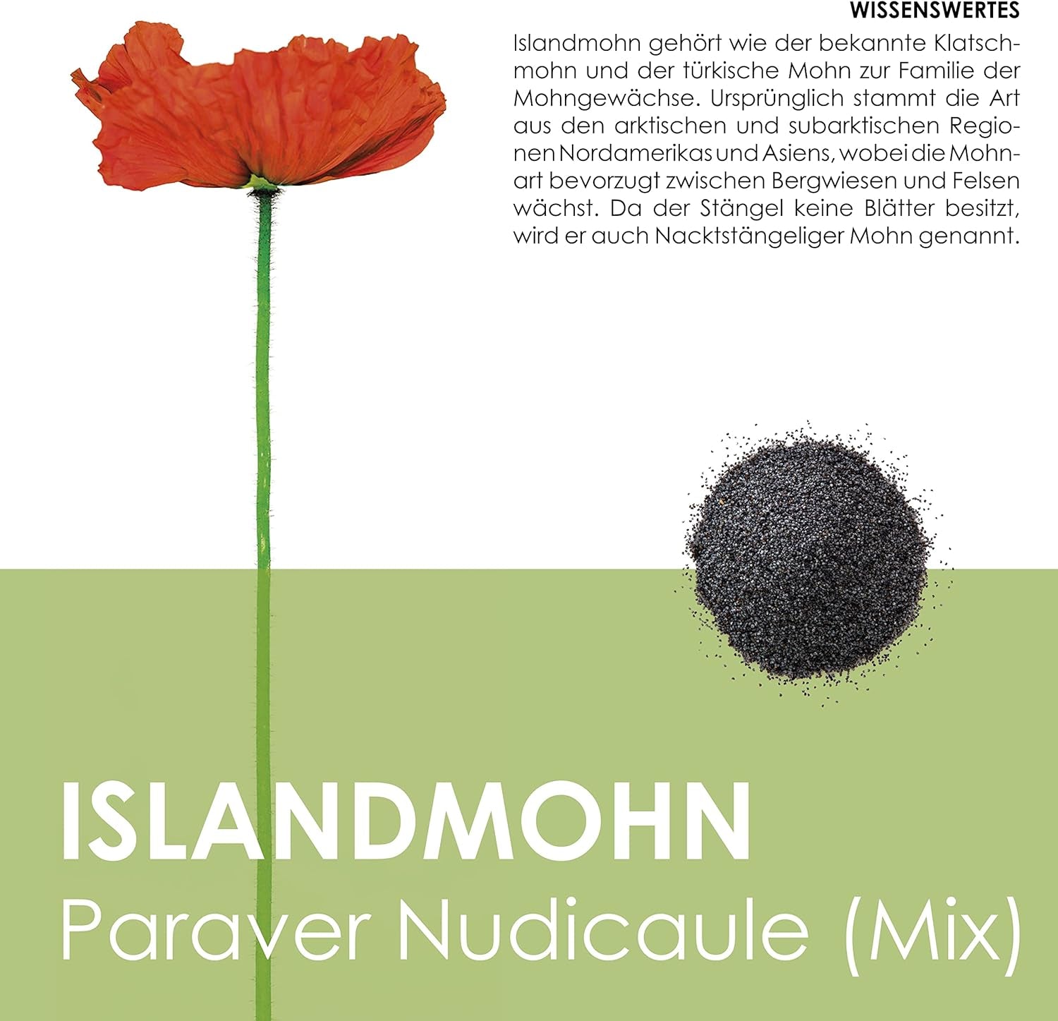 Iceland Poppy Seed Mix (Papaver nudicaule) - Beautiful flowering poppies with a long flowering period for a colorful flower meadow (Iceland Poppy)