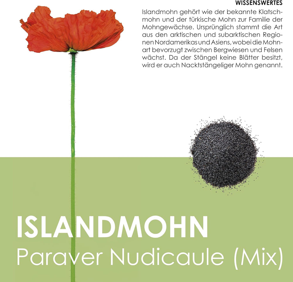 Iceland Poppy Seed Mix (Papaver nudicaule) - Beautiful flowering poppies with a long flowering period for a colorful flower meadow (Iceland Poppy)