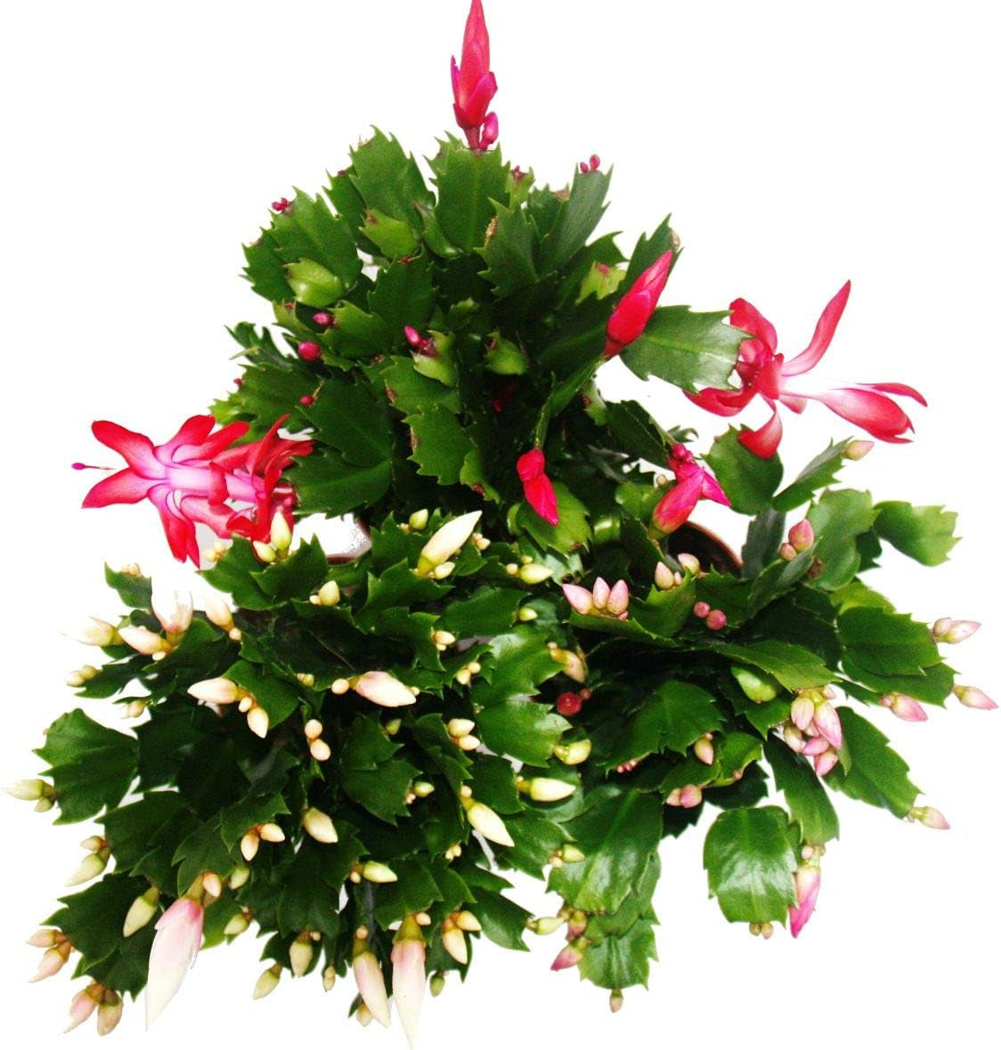 Exotenherz - Weihnachtskaktus - Schlumbergera - Set Mit 3 Pflanzen